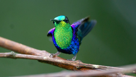 Green-crowned Woodnymph (Thalurania fannyi)