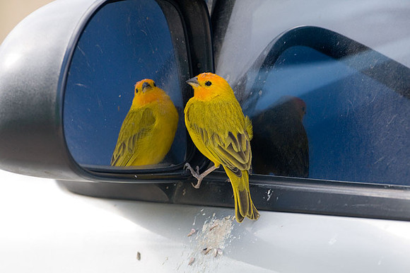 Saffron Finch (Sicalis flaveola)