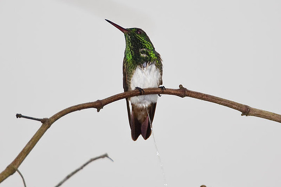 Snowy-bellied Hummingbird (Amazilia edward)