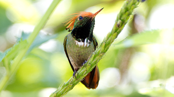 Rufous-Crested Coquette (Lophornis delattrei) - male