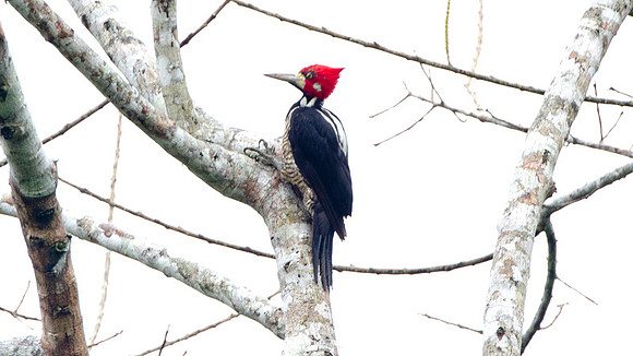 Crimson-crested Woodpecker (Campephilus melanoleucos)