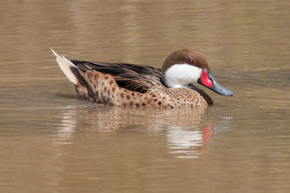 White-cheeked Pintail (Anas bahamensis)