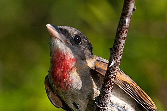 Rose-throated Becard (Pachyramphus aglaiae) juvenile male