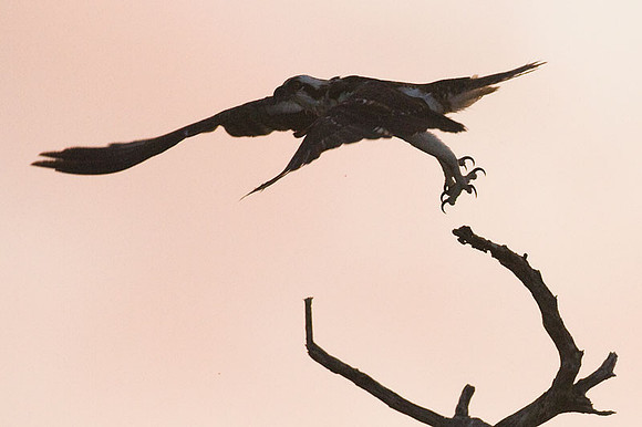 Osprey (Pandion haliaetus)