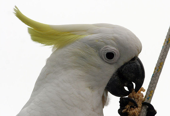 Sulphur-crested Cockatoo (Cacatua galerita)