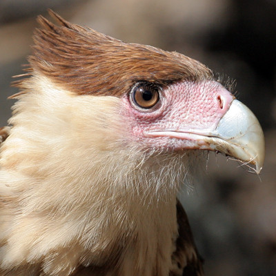 Northern Crested Caracara (Caracara cheriway)