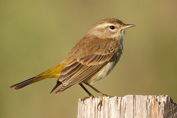 Palm Warbler (Dendroica palmarum)