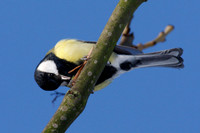 Great Tit (Parus major) male