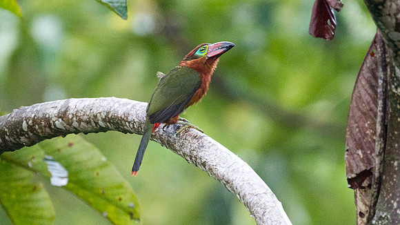 Golden-collared Toucanet (Selenidera reinwardtii) female