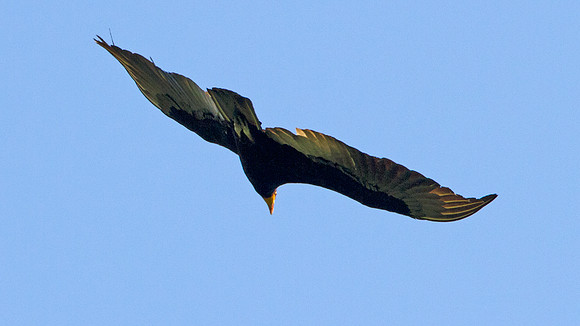 Greater Yellow-headed Vulture (Cathartes melambrotus)