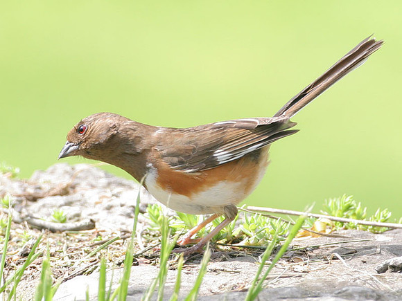 Eastern Towhee (Pipilo erythrophthalmus) female