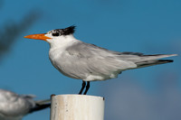 Royal Tern (Thalasseus maximus)