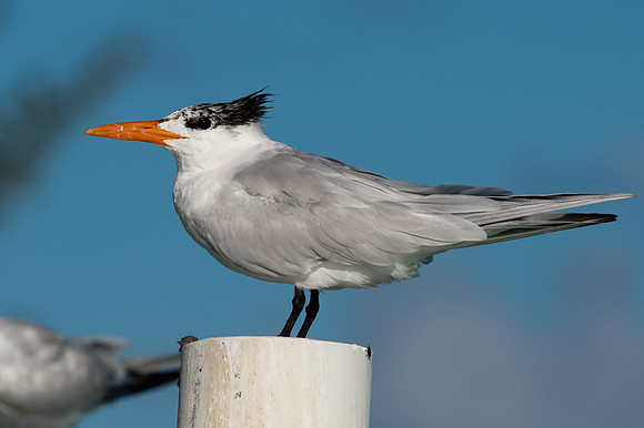 Royal Tern (Thalasseus maximus)