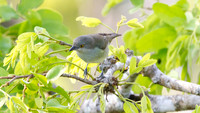Black-faced Dacnis (Dacnis lineata) - female