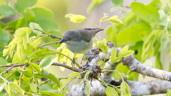 Black-faced Dacnis (Dacnis lineata) - female