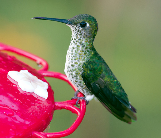 Many-spotted Hummingbird (Taphrospilus hypostictus)