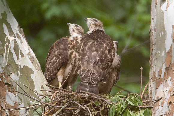 Red-shouldered Hawk (Buteo lineatus) juvenile