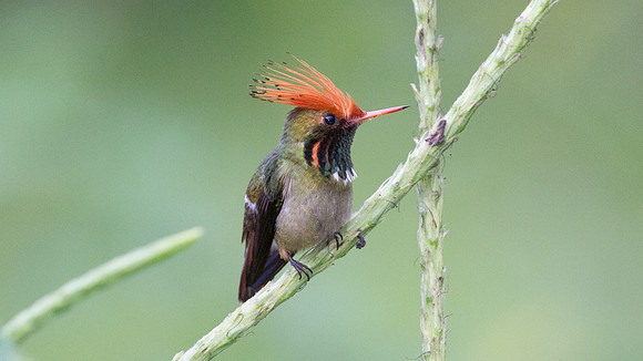 Rufous-Crested Coquette (Lophornis delattrei) - male