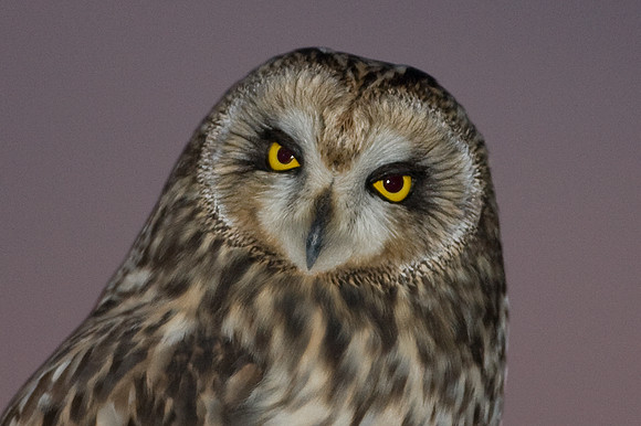 Short-eared Owl (Asio flammeus)