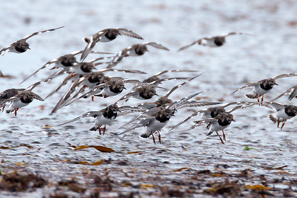 Ruddy Turnstone (Arenaria Interpres)