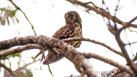 Galapagos Short-eared Owl (Asio flammeus galapagoensis)
