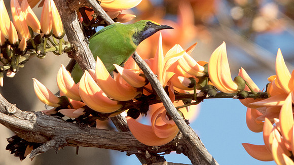 Golden-fronted leafbird (Chloropsis aurifrons)