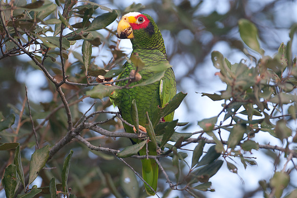 Yucatan Amazon or Yellow-lored Amazon or Yucatan Parrot or Yellow-lored Parrot (Amazona xantholora)