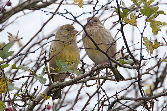 European Greenfinch (Carduelis chloris)