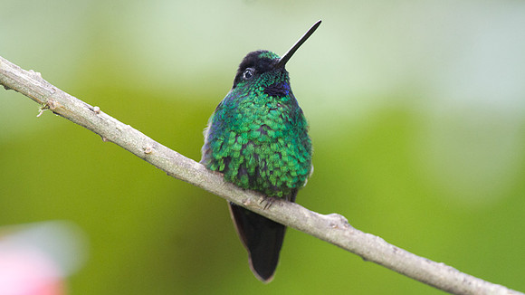 Sapphire-vented Puffleg (Eriocnemis luciani)