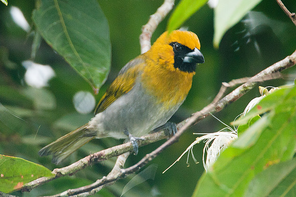Black-faced Grosbeak (Caryothraustes poliogaster)