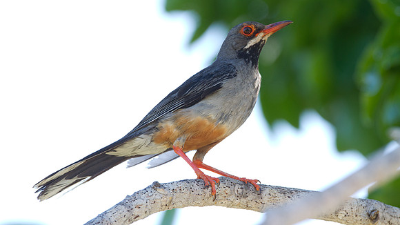 Red-legged Thrush (Turdus plumbeus)
