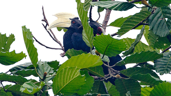 Asian Black Hornbill (Anthracoceros malayanus) male, female