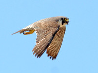 Peregrine Falcon (Falco peregrinus)