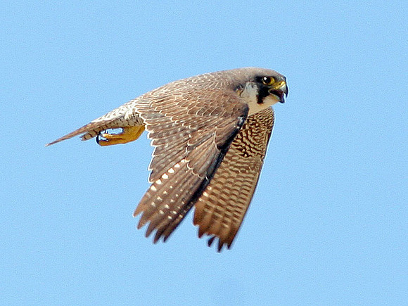 Peregrine Falcon (Falco peregrinus)