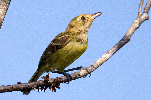 Mangrove Vireo (Vireo pallens)