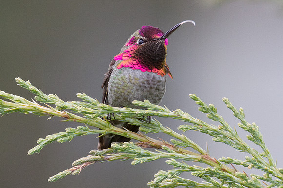 Anna's Hummingbird (Calypte anna)