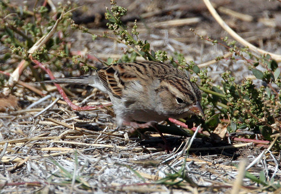 Chipping Sparrow (Spizella passerina)