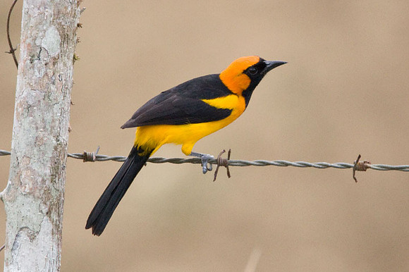 Orange-crowned Oriole (Icterus auricapillus)