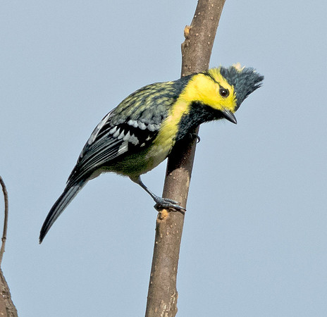 Yellow-cheeked tit (Parus spilonotus) Male