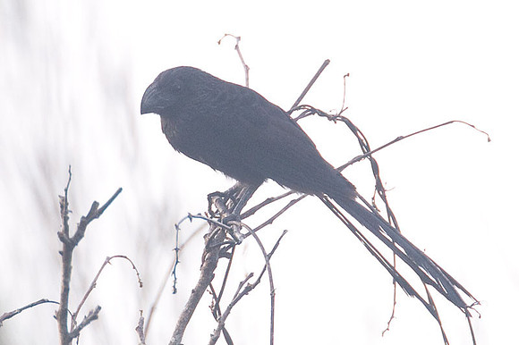 Groove-billed Ani (Crotophaga sulcirostris)