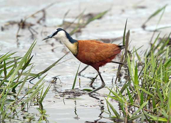 African Jacanas (Actophilornis africanus)
