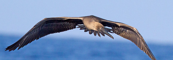 Red-footed Booby (Sula sula)