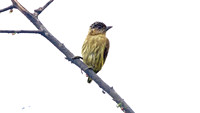 Olivaceous Piculet (Picumnus olivaceus)