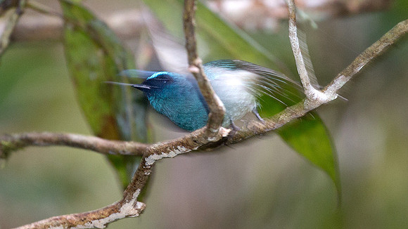 Indigo Flycatcher (Eumyias indigo)