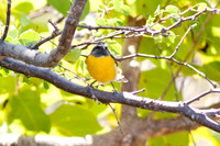 Bananaquit (Coereba flaveola)