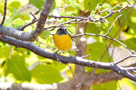 Bananaquit (Coereba flaveola)