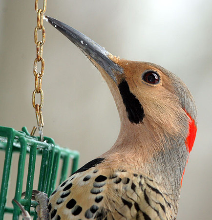 Northern Flicker (Yellow-shafted) (Colaptes auratus)