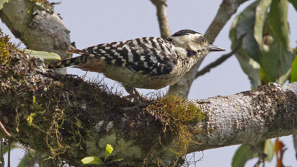 Freckle-breasted woodpecker (Dendrocopos analis)