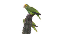 Yellow-shouldered Amazon (Amazona barbadensis)
