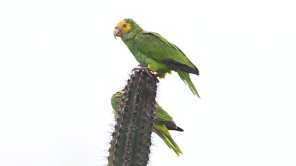 Yellow-shouldered Amazon (Amazona barbadensis)